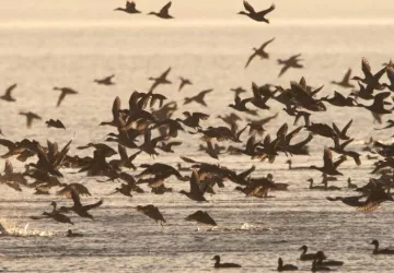 "La migration en images" : Projection par la Ligue de Protection des Oiseaux_Saint-Denis-d'Oléron