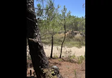 Chasse aux trésors ONF - Les secrets des palissades - Saint-trojan-les-Bains_Saint-Trojan-les-Bains