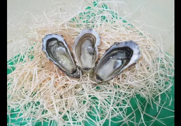 Huîtres Massé_Dolus-d'Oléron