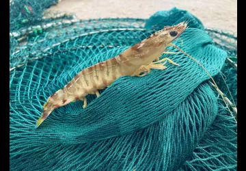 Huîtres Massé_Dolus-d'Oléron