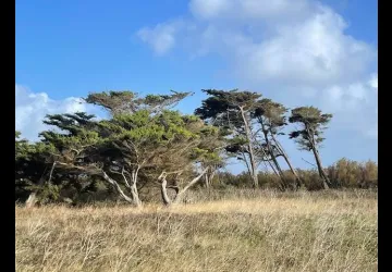 Maison de charme avec 2 vélos_Le Château-d'Oléron