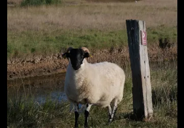 Printemps des réserves naturelles, rendez-vous du matin à Moëze-Oléron_Moëze