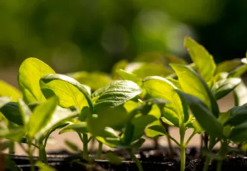 Visite et atelier aux jardins de l'APO_Saint-Trojan-les-Bains