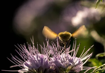 Visite et atelier au jardin de l'APO_Saint-Trojan-les-Bains