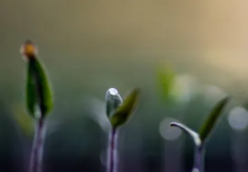 Visite et atelier au jardin de l'APO_Saint-Trojan-les-Bains