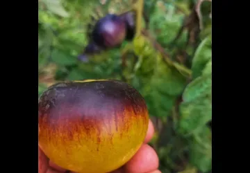 Visite et atelier au jardin de l'APO_Saint-Trojan-les-Bains