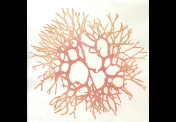 Exposition de Mokuhanga Sophie Petitpré_Saint-Trojan-les-Bains