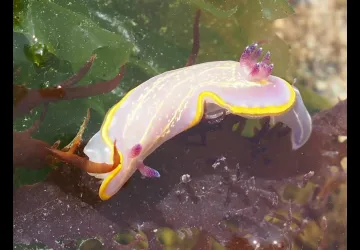 Le monde des nudibranches à Chassiron