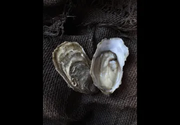 Maison Montil - Dégustation « Chez Léone »_Dolus-d'Oléron