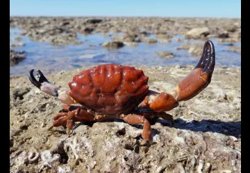 Découverte de la Biodiversité de l'estran rocheux à la pointe de Chassiron