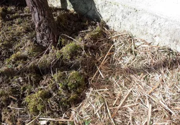 Atelier "Les végétaux : ressources de mon jardin"