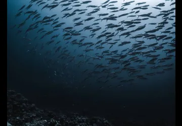 SOUS LA SURFACE - Photographies sous-marine_Saint-Denis-d'Oléron