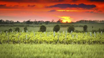 Vignoble oléronais au coucher du soleil